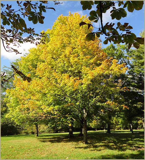 Cleveland Carmel - Honoring Our Beloved Sisters - Monastery tree